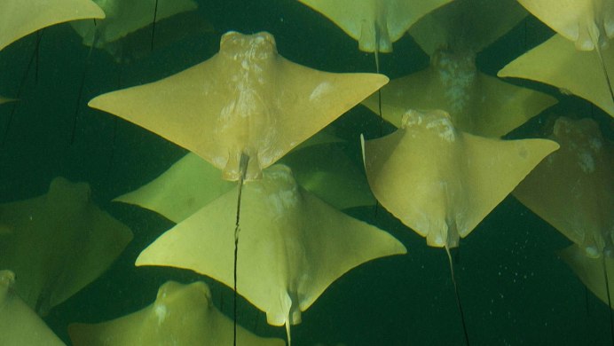 Рыбки красного моря Скат
