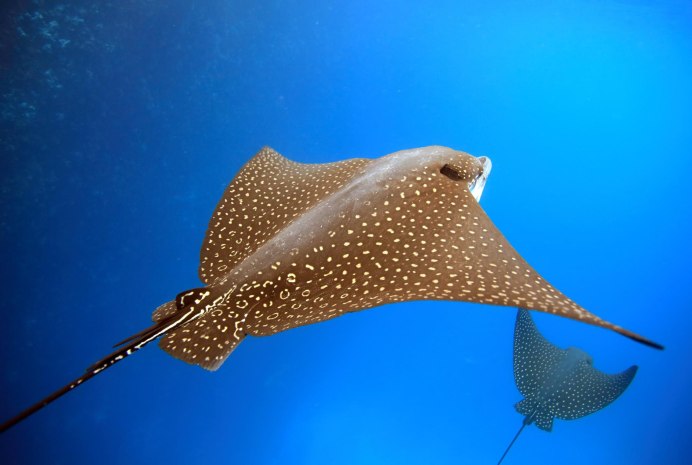Giant Freshwater Stingray