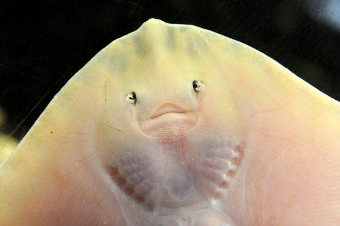 Siganus vulpinus