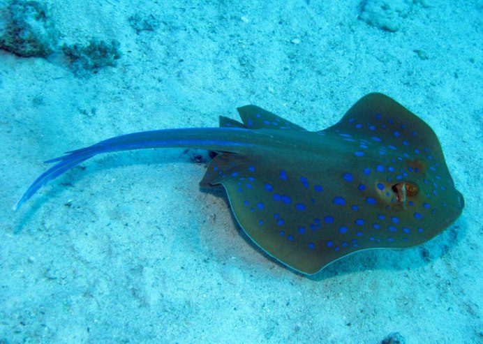 Лисица желтая (Siganus vulpinus)