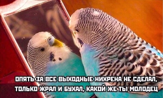 Клетка для попугая