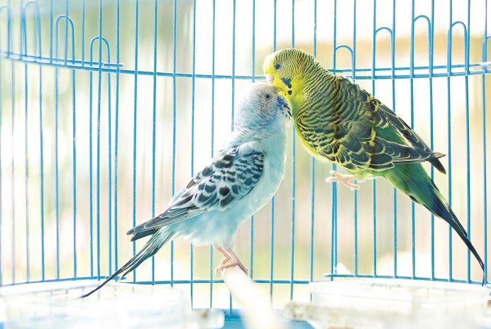 Волнистый попугай сини1