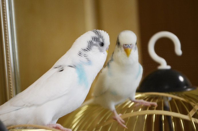 Волнистый попугай