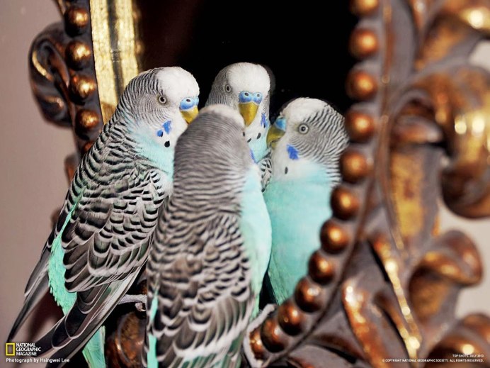 Волнистый попугай смешной