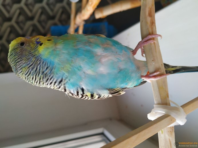 Волнистый попугай и зеркало