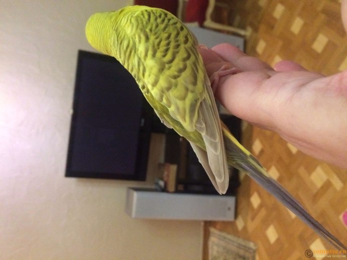 Волнистики Арлекин