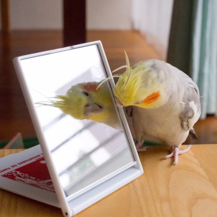 Жёлтый волнистый попугай девочка