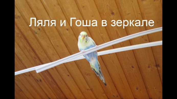 Смешные попугаи мемы