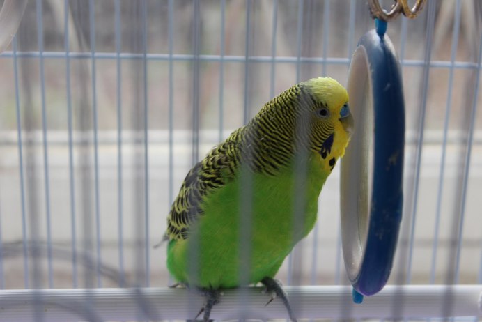 Опалиновый волнистый попугай