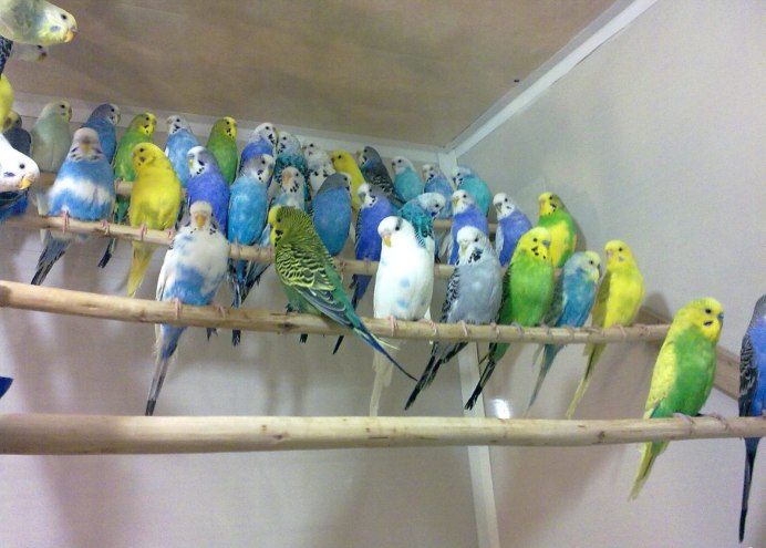 Милые волнистые попугайчики