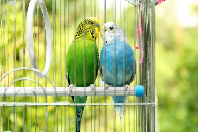 Попугаи National Geographic