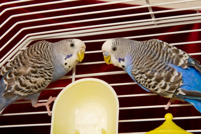 Заводчики волнистых попугаев