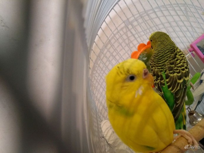 Волнистый попугай голубой в клетке