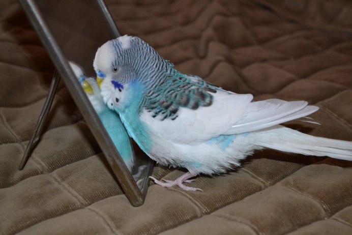 «Клетка с попугаями» (реж. М. Диденко)