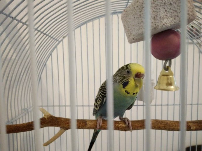 Райнер Ниманн волнистые попугаи