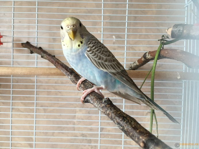 Попугаи волнистые попугайчики белые