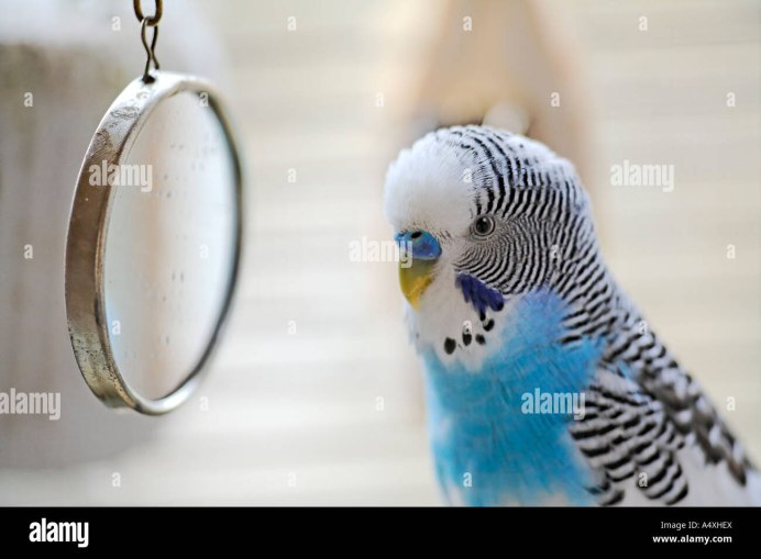 Трель волнистого попугая