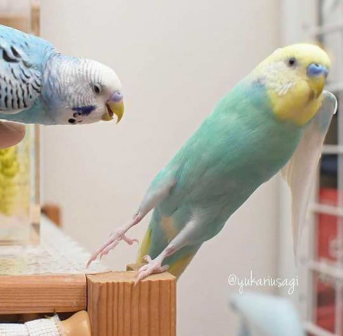 Клетка для попугая