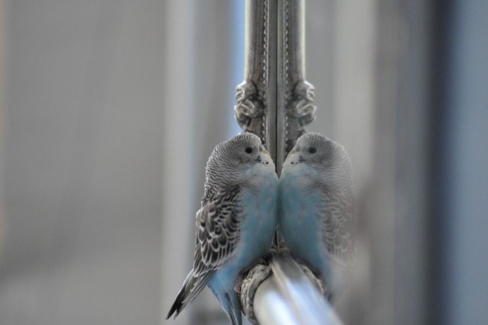 Мемы с волнистыми попугаями