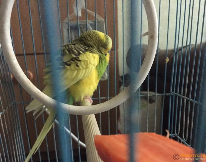Попугаи домашние волнистые