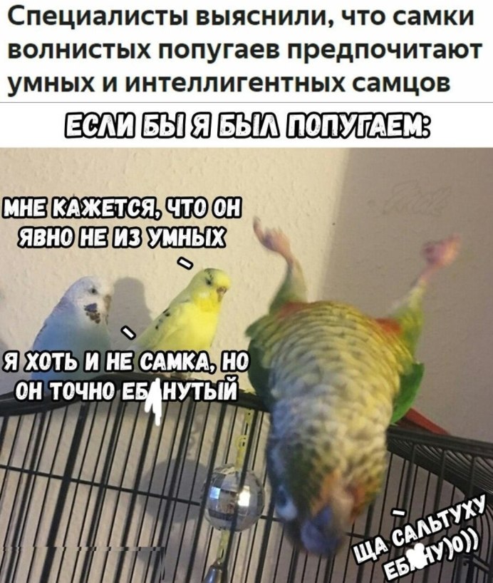 Смешные волнистые попугайчики