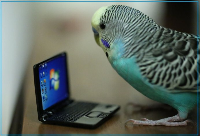 Ляля попугай