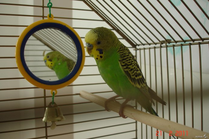 Волнистый попугайчик зеленый в клетке