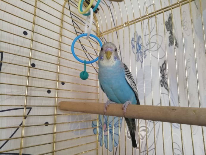 Зеркало для попугая