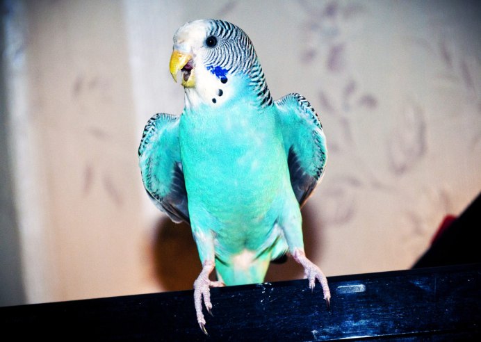 Волнистый попугай розовый