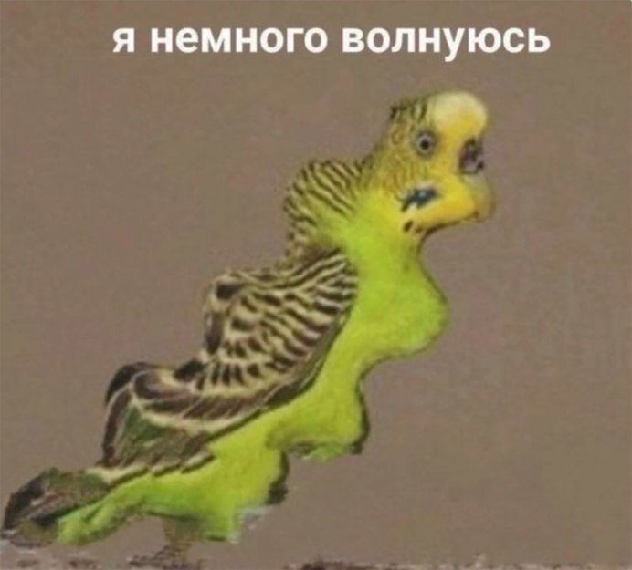 Мертвый волнистый попугай