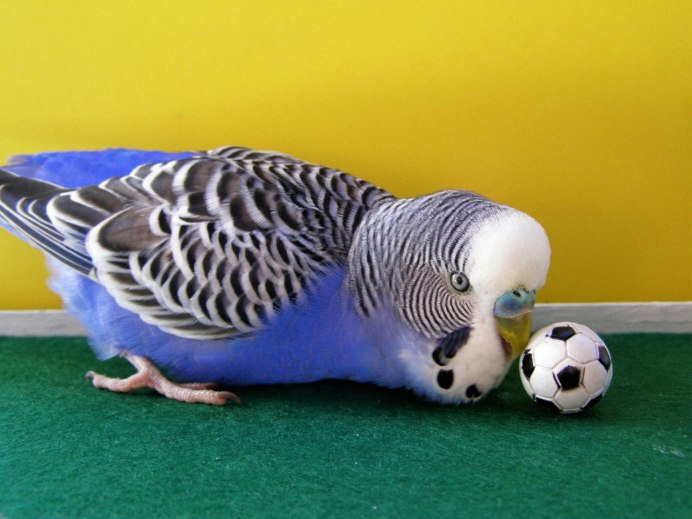 Я немного волнуюсь попугай