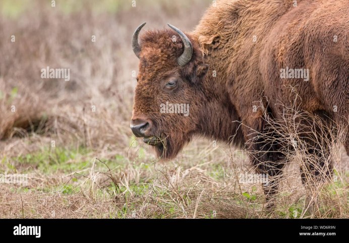 Yak vs Bison
