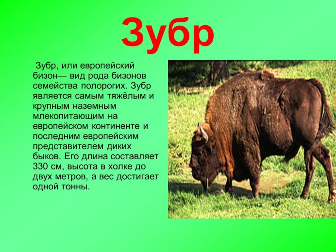 Bison Bison athabascae