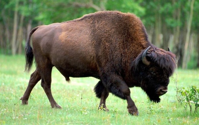 Recorded World Bison height