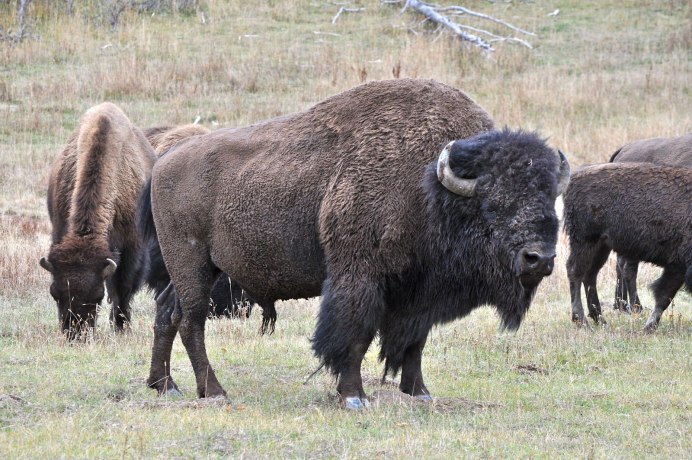 Bison 156