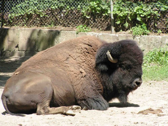 Bison Calf with people