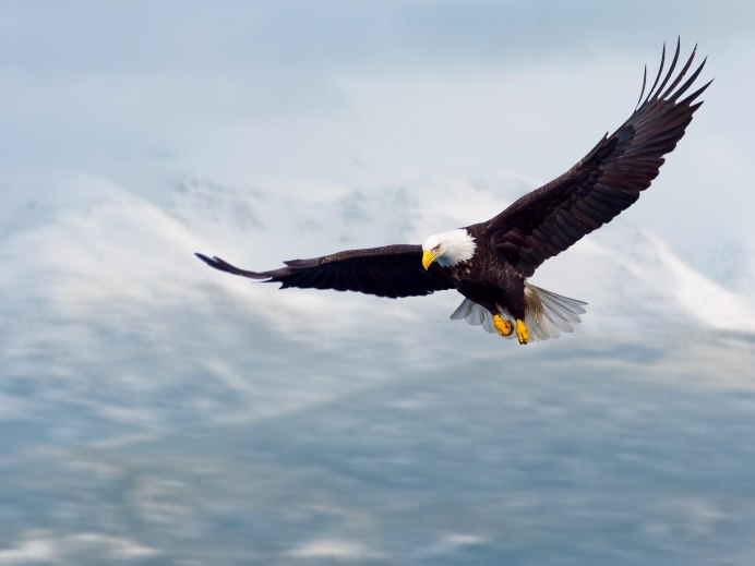 Aquila Rumble