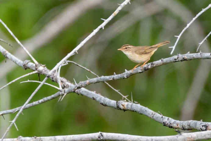 Пеночка толстоклювая (пеночка Шварца – Phylloscopus schwarzi Radde,