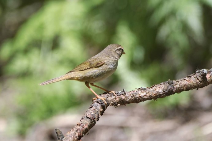 Среднеазиатская теньковка (Phylloscopus sindianus)