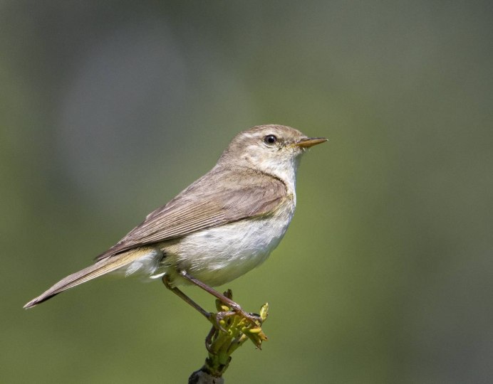 Phylloscopus trochilus