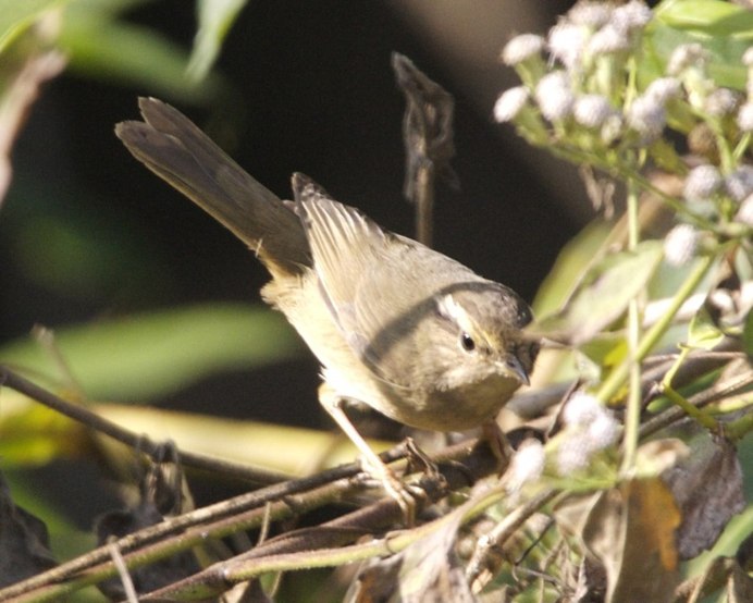 Толстоклювая пеночка (Phylloscopus schwarzi)