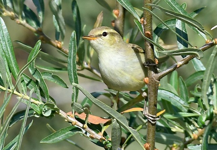 Толстоклювая пеночка (Phylloscopus schwarzi)