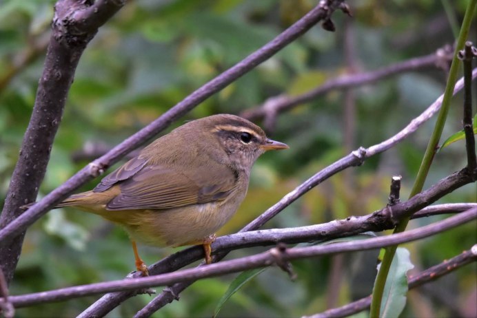 Толстоклювая пеночка (Phylloscopus schwarzi)