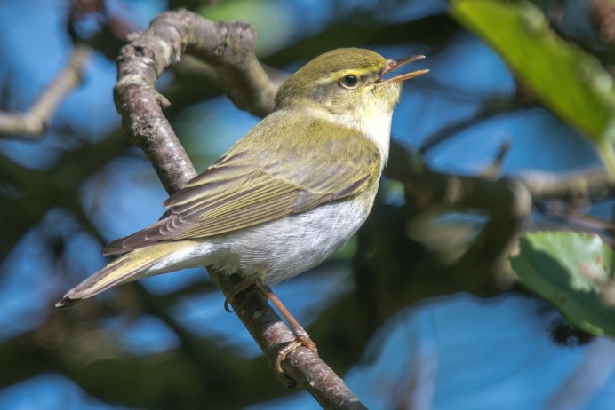 Толстоклювая пеночка (Phylloscopus schwarzi)