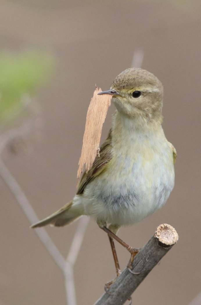 Пеночка толстоклювая (пеночка Шварца – Phylloscopus schwarzi Radde,