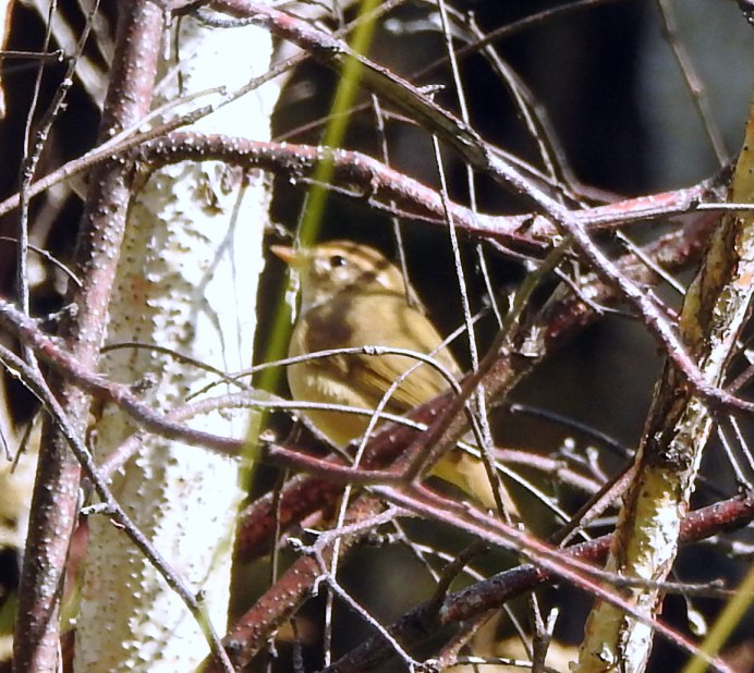 Толстоклювая пеночка (Phylloscopus schwarzi)