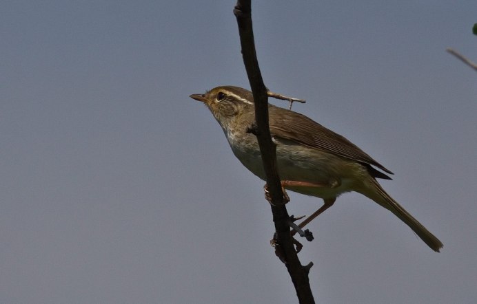 Толстоклювая пеночка (Phylloscopus schwarzi)
