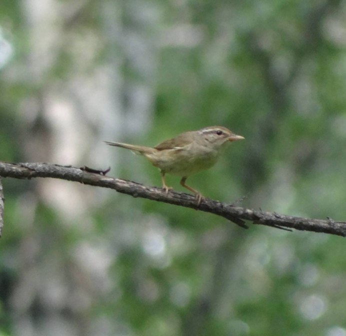 Толстоклювая пеночка (Phylloscopus schwarzi)
