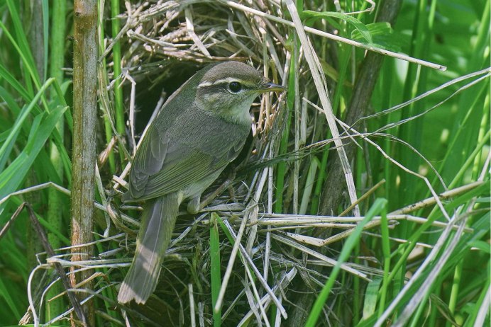Желтобрюхая пеночка (Phylloscopus nitidus)
