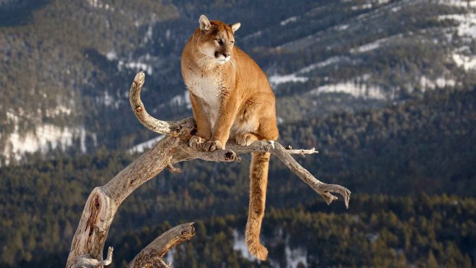 Animal Planet Северная Америка